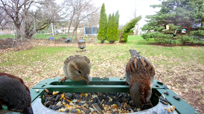 BirdView Feeder