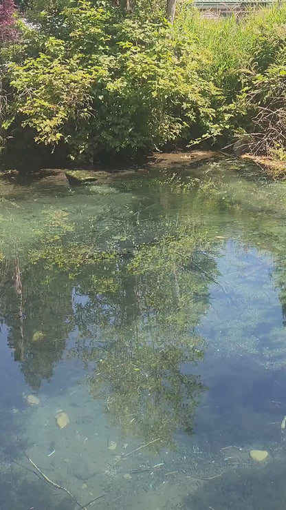 SeeFish Polarized Sunglasses